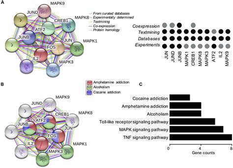 Frontiers | Central and Peripheral Changes in FOS Expression in ...