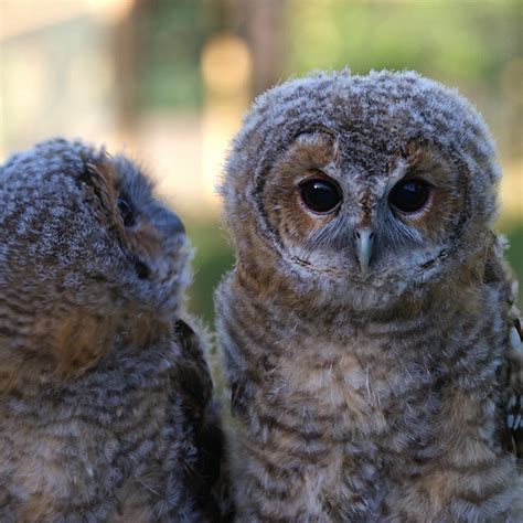 Tawny owl chicks | Flickr - Photo Sharing!