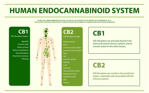 The Endocannabinoid System - Life Grows Green