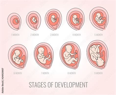 Embryo month stages of development vector illustration set isolated on ...