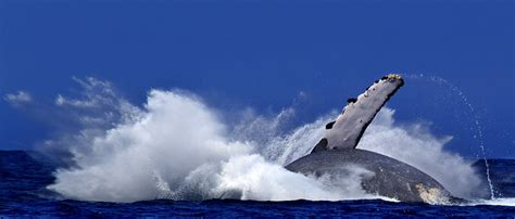 Wild whale breaching | Flickr Blog