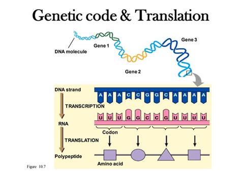 Genetic Code and Translation.pdf