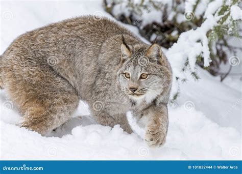 Bobcat in the Snow stock photo. Image of landscape, facing - 101832444