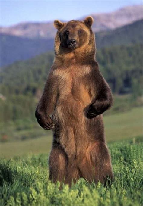 grizzly bears - Google Search | Grizzly bear facts, Grizzly bear, Brown bear