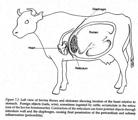 Diagram Of Cow Heart Anatomy All About Cow Photos | My XXX Hot Girl