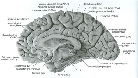 Pin on Anatomy