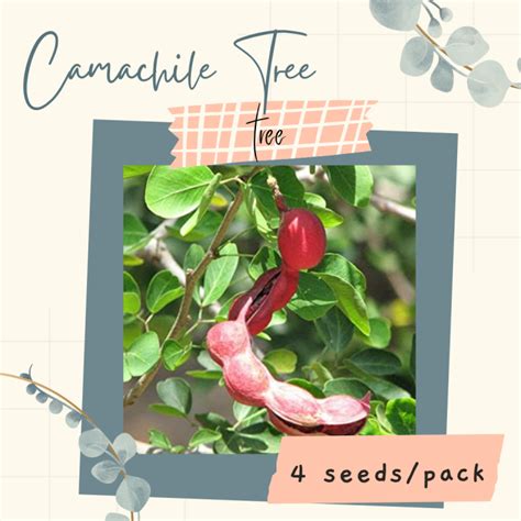 Camachile Tree Seeds for Planting (4 seeds) | Lazada PH