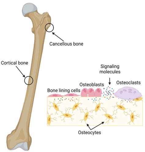 Cortical Bone