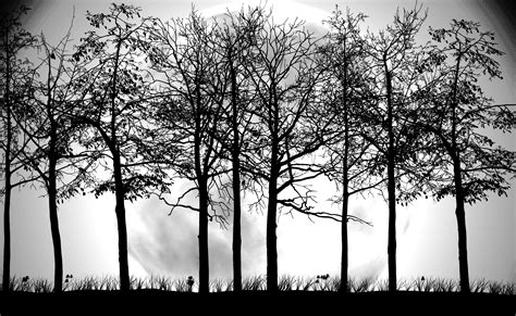 Black and White Forest Background for Desktop