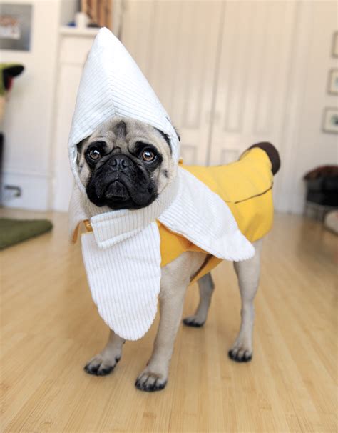 The Daily Puglet: BANANA PUG (the sequel)