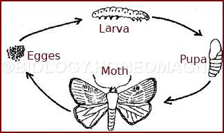 Stem Borer – Biology for Everybody