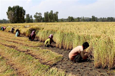 In Pictures: Kashmir’s Paddy Harvesting | Kashmir Life