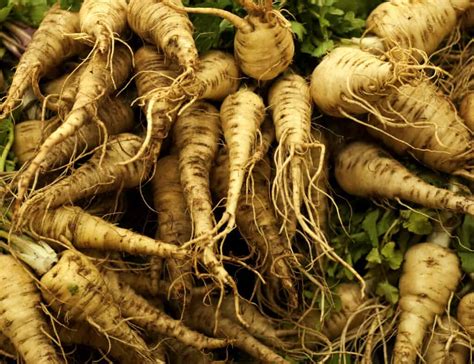 How to Harvest and Store Parsnips -- Harvest to Table