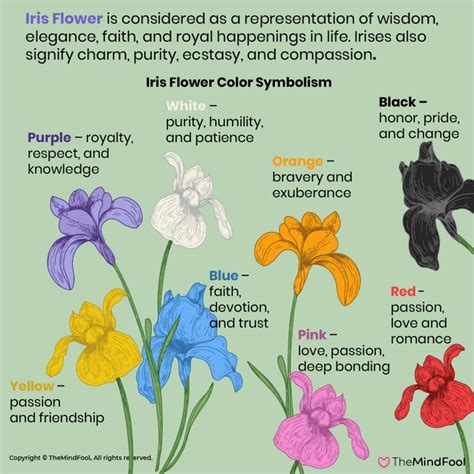 Flowers Symbols Flowers Meanings Graphic And Meanings Of Flowers | sexiezpix Web Porn