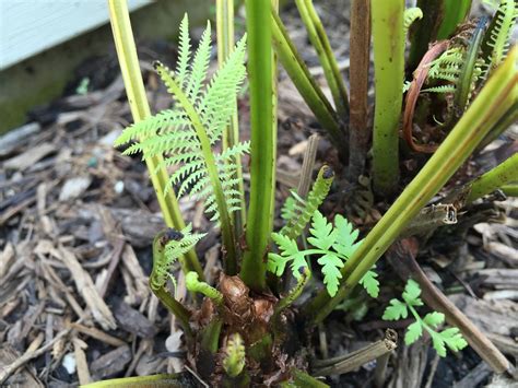 Ostrich Fern Transplant Shock Adjustment Issues [Backyard Neophyte ...