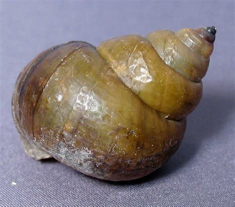 Louisville Fossils and Beyond: Cipangopaludina japonica River Snail