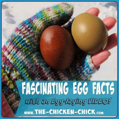 Fascinating Facts about Eggs, Including an Egg-Laying VIDEO!