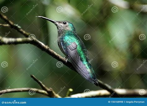 Female Green-crowned Brilliant Hummingbird Stock Photo - Image of south ...