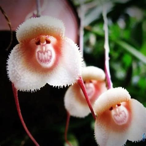 Cute Monkey Face Monkey Orchid Seeds Dragons Orchid Flower Seeds Potted ...