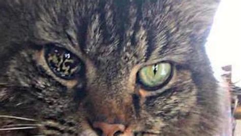 These Cats Have The Most Unusual Eyes in The World