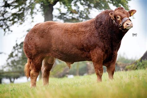 Limousin Bulls For Sale - MacGregor Photography