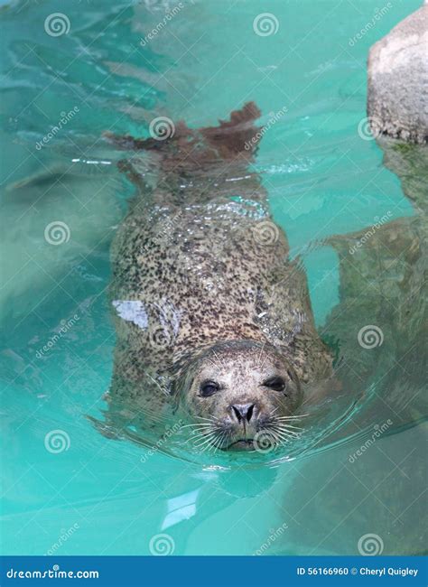 Curious Harbor Seal Stock Photo - Image: 56166960