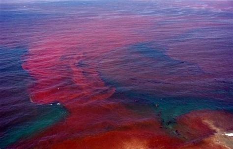 Deadly Red Tide Bloom Heading Toward Coast of Florida – Guardian ...