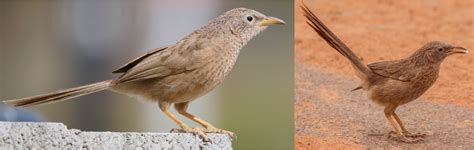 27 Common Birds of Israel – Nature Blog Network