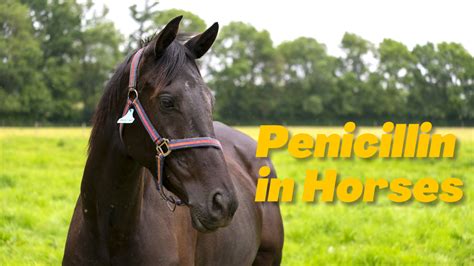 Penicillin in Horses; Impeccable Guide in 10 minutes