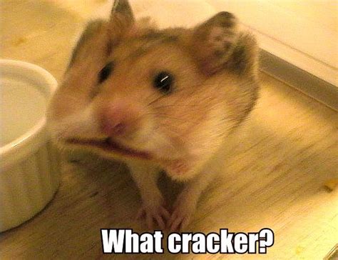 What cracker? viviancarm | Funny hamsters, Cute hamsters, Hamster