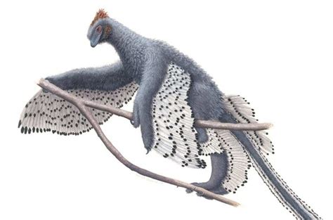 Feathered dinosaurs were even fluffier than we thought