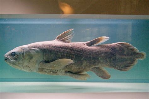 The Coelacanth, The Gigantic Prehistoric Fish That's Still Alive Today