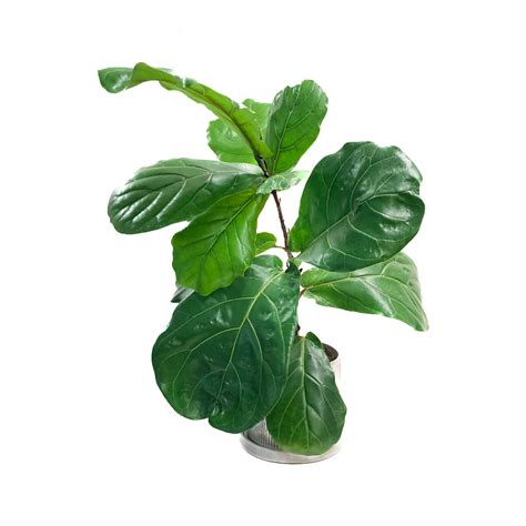 Fiddle-leaf Fig — Flower Fantasy