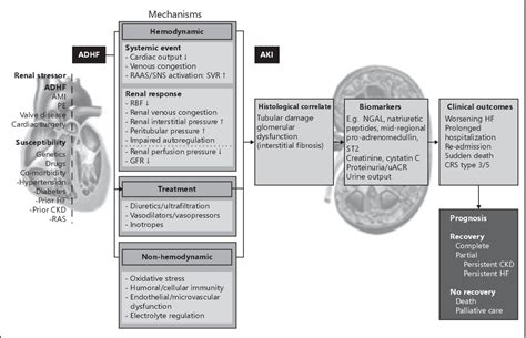 Figure 2 from Pathogenesis of cardiorenal syndrome type 1 in acute ...