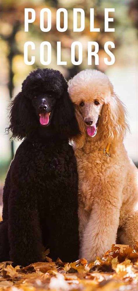 Different Types Of Poodles - From Toy To Standard Size | Poodle dog, Standard poodle, Poodle puppy