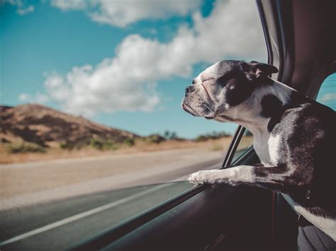 Pet Travel Safety: Tips for Pet Owners [2024]