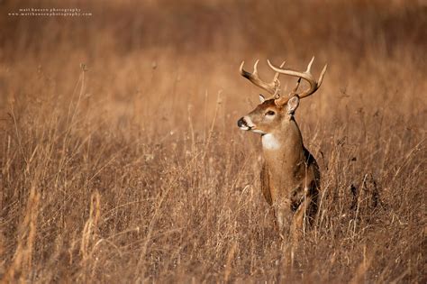 Professional Whitetail Deer Photography | Matt Hansen