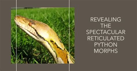 Reticulated Python Morph