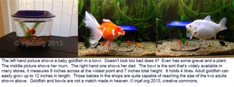 What Size Tank for Goldfish? - INJAF