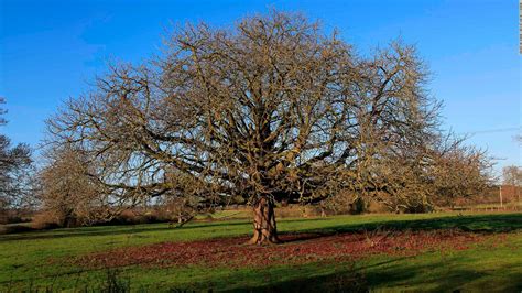 More than half of trees found only in Europe face extinction - CNN