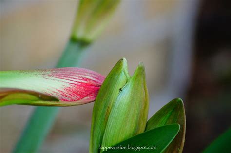 rockbottom: Amarillo ... the flower