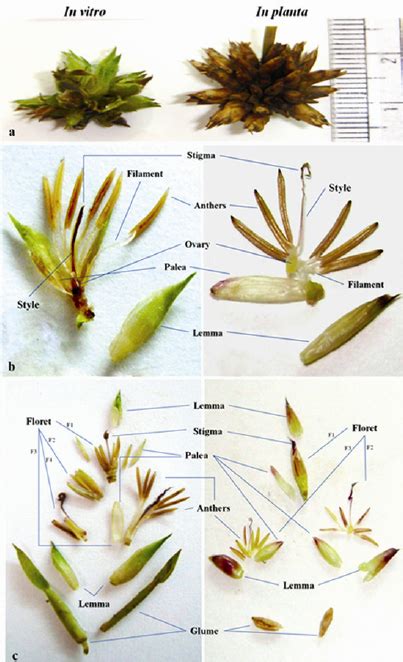 Gynoecium and androecium of in vitro and in planta florets. (a-b ...