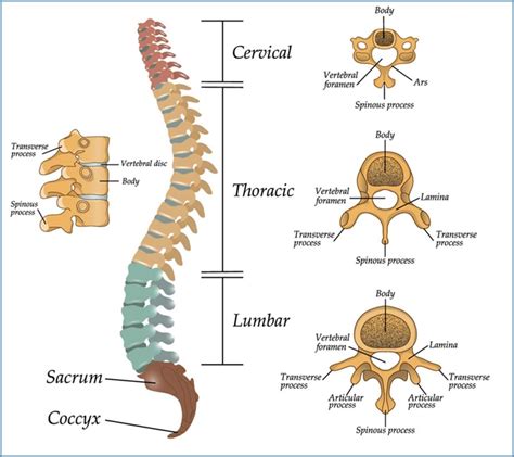 Lumbar Laminectomy (Lumbar Lami) – Yellowstone Surgery Center