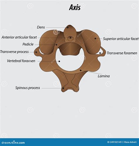 Axis Vertebra Labeled Diagram Vector Illustration Drawing | CartoonDealer.com #249102149