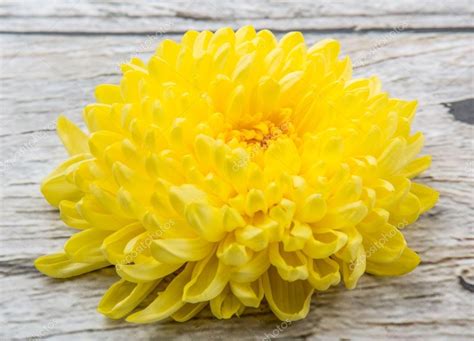 Edible Yellow Chrysanthemum Flower — Stock Photo © akulamatiau #93550654