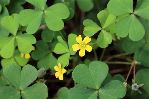 13 of the Best Types of Oxalis to Grow in Your Garden