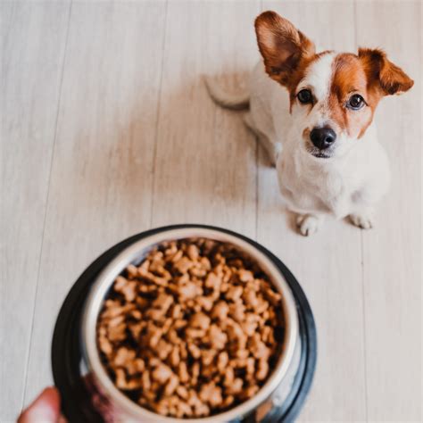 Puppy Nutrition 101: A Guide to Picking the Best Puppy Food - PetHelpful