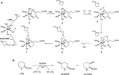 a Common mechanism for hydroxylation with... | Download Scientific Diagram