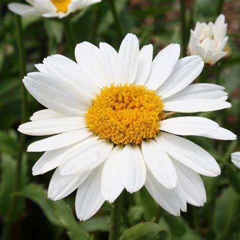 Buy shasta daisy Leucanthemum × superbum 'Snowcap'