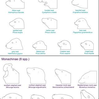 Silhouettes of the 18 extant seal species of family Phocidae and their... | Download Scientific ...